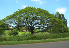 Albizia Saman Plant Seeds - Rare Rain Tree Seeds for Tropical Gardens & Landscapes| OGOC