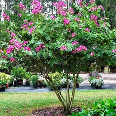 Bauhinia Purpurea Seeds - RARE Purple Orchid Tree Seeds for Gardeners & Botany Enthusiasts| OGOC