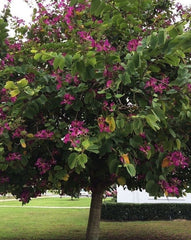 Bauhinia Purpurea Seeds - RARE Purple Orchid Tree Seeds for Gardeners & Botany Enthusiasts| OGOC