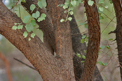 Bauhinia Racemosa Plant Seeds - Rare Cabbage Bark Tree Seeds for Tropical Gardens| OGOC