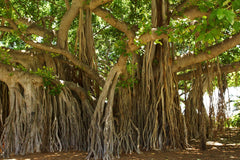 Ficus Religiosa Seeds - Rare Sacred Fig Seeds for Meditation Gardens & Spiritual Growth | OGOC