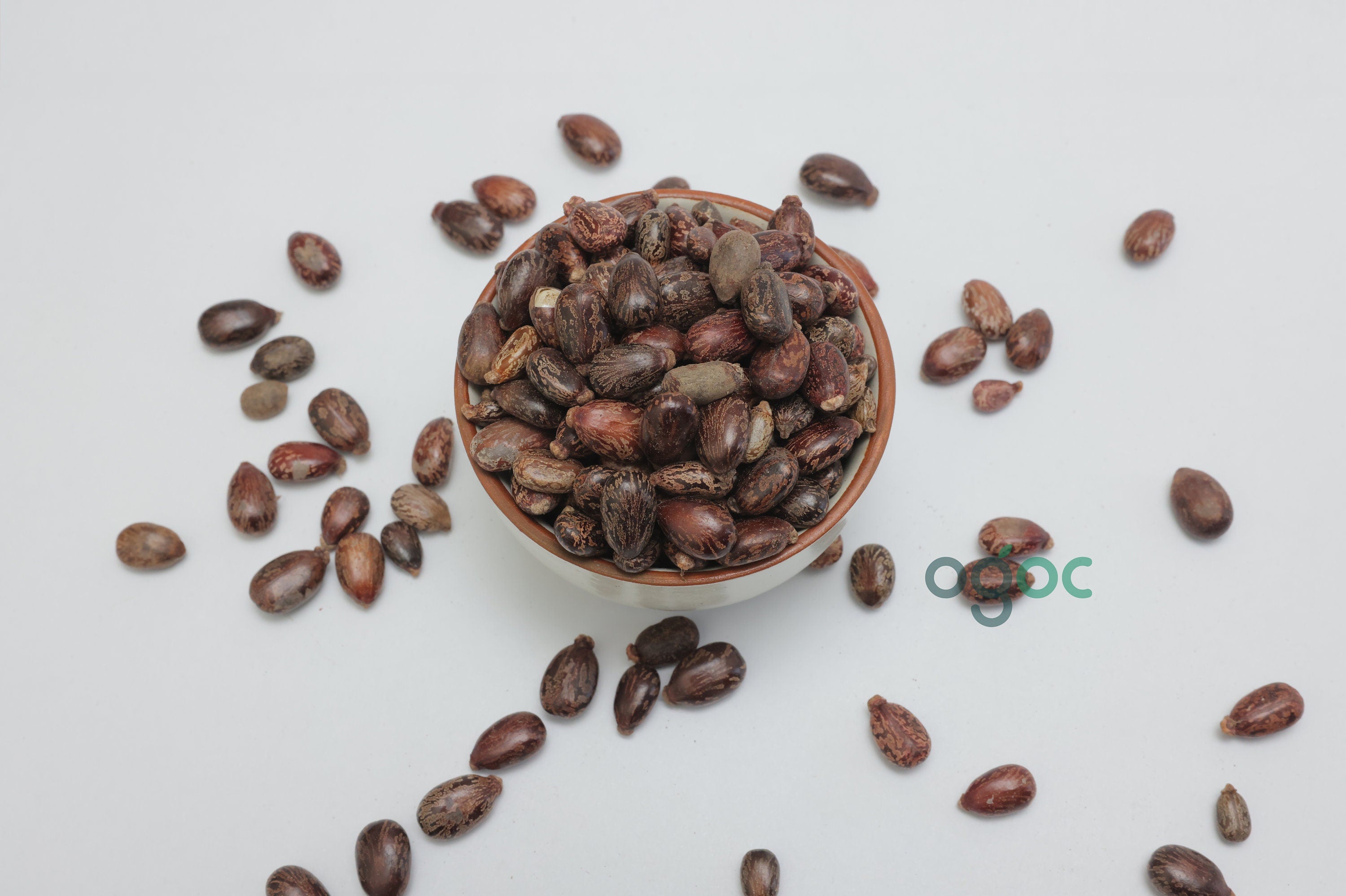 Castor Organic Seeds - Ricinus Communis | Natural Seeds, Home Remedies"Ricinus Communis, also known as Castor, Medicinal Herb Use, avanakku