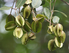 Terminalia Arjuna Tree Seeds - Sacred Arjuna Seeds for Ayurvedic Gardens & Herbal Medicine| OGOC