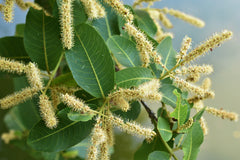 Terminalia Arjuna Tree Seeds - Sacred Arjuna Seeds for Ayurvedic Gardens & Herbal Medicine| OGOC