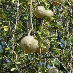 Aegle Marmelos Seeds - Rare Bael Fruit Tree Seeds for Gardening & Herbal Remedies| OGOC