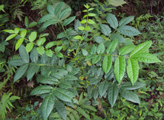 Ailanthus Triphysa Seeds - Rare Indian Ailanthus Tree Seeds for Gardening & Landscaping| OGOC