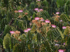 Albizia Saman Plant Seeds - Rare Rain Tree Seeds for Tropical Gardens & Landscapes| OGOC