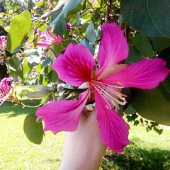 Bauhinia Purpurea Seeds - RARE Purple Orchid Tree Seeds for Gardeners & Botany Enthusiasts| OGOC