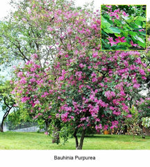Bauhinia Purpurea Seeds - RARE Purple Orchid Tree Seeds for Gardeners & Botany Enthusiasts| OGOC