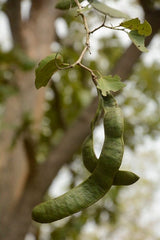 Bauhinia Racemosa Plant Seeds - Rare Cabbage Bark Tree Seeds for Tropical Gardens| OGOC