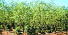 Briedelia Retusa Seeds - RARE Indian Sandalwood Tree Seeds for Aromatic Gardens| OGOC