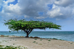 Caesalpinia Coriaria Pod Seeds - RARE Tanners Pod Tree Seeds for Gardening| OGOC