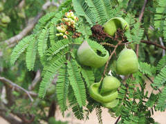 Caesalpinia Coriaria Pod Seeds - RARE Tanners Pod Tree Seeds for Gardening| OGOC