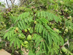 Caesalpinia Coriaria Pod Seeds - RARE Tanners Pod Tree Seeds for Gardening| OGOC