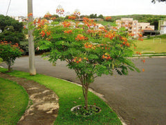 Caesalpinia Sappan Plant Seeds - RARE Sappanwood Tree Seeds for Gardening & Herbal | OGOC