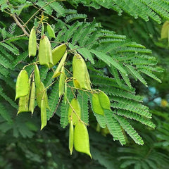 Caesalpinia Sappan Plant Seeds - RARE Sappanwood Tree Seeds for Gardening & Herbal | OGOC
