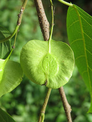 Holoptelia Integrifolia Tree Seeds - Rare Indian Elm Seeds for Ornamental Gardens & Landscapes | OGOC