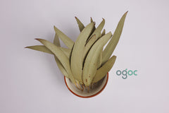 Dried Eucalyptus Leaves – Natural Herbal Leaves for Aromatherapy & Decor | OGOC