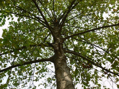 Neolamarckia Cadamba Tree Seeds - Kadamba Seeds for Vibrant Gardens & Natural Dyes | OGOC