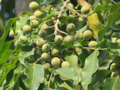 Putranjiva Roxburghii Tree Seeds - Child-Life Tree Seeds for Ornamental Gardens & Biodiversity| OGOC