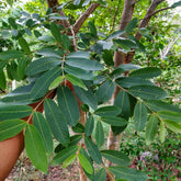 Terminalia Arjuna Tree Seeds - Sacred Arjuna Seeds for Ayurvedic Gardens & Herbal Medicine| OGOC