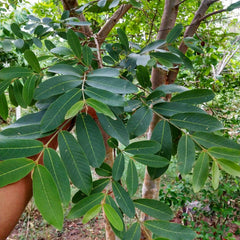 Terminalia Arjuna Tree Seeds - Sacred Arjuna Seeds for Ayurvedic Gardens & Herbal Medicine | OGOC