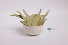 Dried Eucalyptus Leaves – Natural Herbal Leaves for Aromatherapy & Decor | OGOC