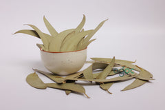 Dried Eucalyptus Leaves – Natural Herbal Leaves for Aromatherapy & Decor | OGOC