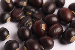 Purple Winged beans seeds - Indian Heirloom seeds, Canavalia gladiata, scimitar bean| OGOC