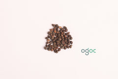 Water Spinach seeds - Thai Kangkong, Ipomoea aquatica, Leaf Green Spinach, Organic Vegetable Seed, Amaranthus Leaf, Cheera Seed| OGOC
