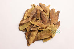 Ailanthus Triphysa Seeds - Rare Indian Ailanthus Tree Seeds for Gardening & Landscaping| OGOC