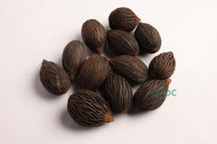 Wodyetia Bifurcata Tree Seeds - Foxtail Palm Seeds for Tropical Gardens & Landscaping | OGOC