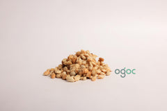 Corypha Umbraculifera Tree Seeds - EX RARE Talipot Palm Seeds for Exotic Gardens & Landscapes| OGOC