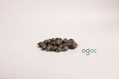 Aegle Marmelos Seeds - Rare Bael Fruit Tree Seeds for Gardening & Herbal Remedies| OGOC