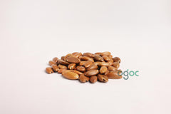 Putranjiva Roxburghii Tree Seeds - Child-Life Tree Seeds for Ornamental Gardens & Biodiversity| OGOC