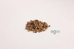 Mimusops Elengi Tree Seeds - Bakul Seeds for Fragrant Gardens & Traditional Medicine| OGOC
