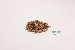 Mimusops Elengi Tree Seeds - Bakul Seeds for Fragrant Gardens & Traditional Medicine | OGOC