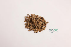 Mimusops Elengi Tree Seeds - Bakul Seeds for Fragrant Gardens & Traditional Medicine | OGOC