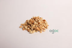 Corypha Umbraculifera Tree Seeds - EX RARE Talipot Palm Seeds for Exotic Gardens & Landscapes | OGOC