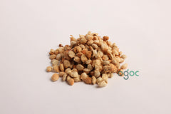 Corypha Umbraculifera Tree Seeds - EX RARE Talipot Palm Seeds for Exotic Gardens & Landscapes | OGOC