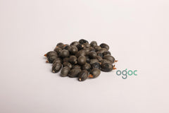 Aegle Marmelos Seeds - Rare Bael Fruit Tree Seeds for Gardening & Herbal Remedies| OGOC