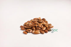 Putranjiva Roxburghii Tree Seeds - Child-Life Tree Seeds for Ornamental Gardens & Biodiversity| OGOC