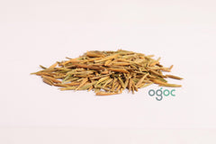 Briedelia Retusa Seeds - RARE Indian Sandalwood Tree Seeds for Aromatic Gardens| OGOC