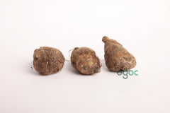 Unique Giant Elephant Ear Colocasia Esculenta - Single Taro Plant Bulb with Rhizome for Indoor and Outdoor Tropical Growth| OGOC