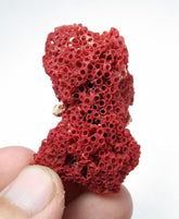 Natural Pipe Red Coral | Collectible Coral Specimen | Unique Marine Artifact for Decor & Collectors