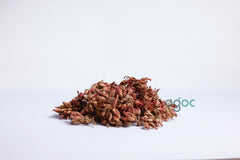 Frutico Sathaathiri Poovu Dried - Unique Dried Fruit for Snacking & Culinary Delights | OGOC