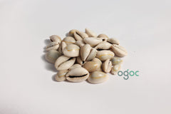 Cowrie Shell Kavidi Natural Sacred Shell for Spiritual Rituals & Cultural Decoration | OGOC