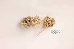 Rose of Jericho (Selaginella lepidophylla) Mariyam Flower Resurrection Plant Sanjeevani Booti Desert Rose Natural Dried Plant Spiritual Herb Premium Quality Home Decor Ritual Use Meditation Wellness | OGOC