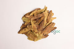 Ailanthus Triphysa Seeds - Rare Indian Ailanthus Tree Seeds for Gardening & Landscaping | OGOC