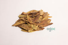 Ailanthus Triphysa Seeds - Rare Indian Ailanthus Tree Seeds for Gardening & Landscaping | OGOC
